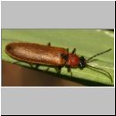 Denticollis linearis - Zahnhalsiger Schnellkaefer 02 13mm.jpg